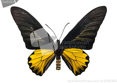 Image of Butterfly Troides Magellanu