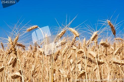 Image of Wheat field