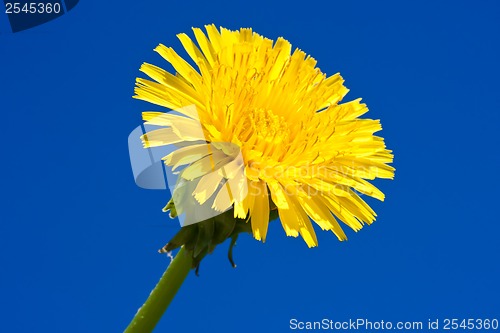 Image of Dandelion