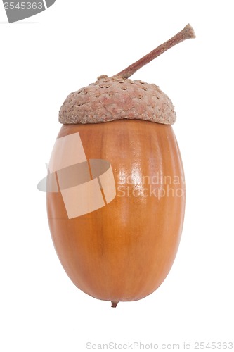 Image of Acorn