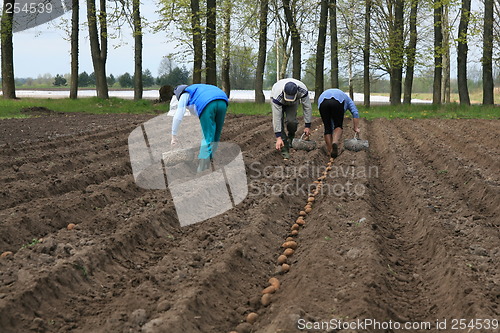 Image of Planting potatoes