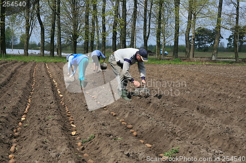 Image of Planting potatoes