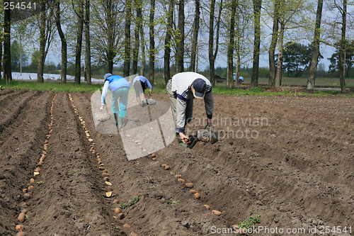 Image of Planting potatoes