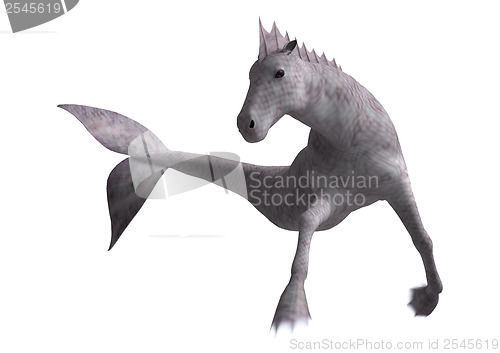 Image of Hippocampus Mermaid's Horse