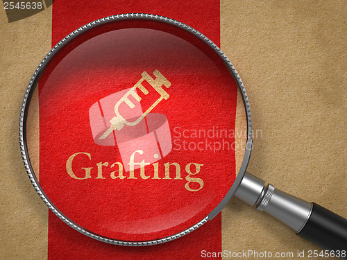 Image of Grafting Concept: Magnifying Glass