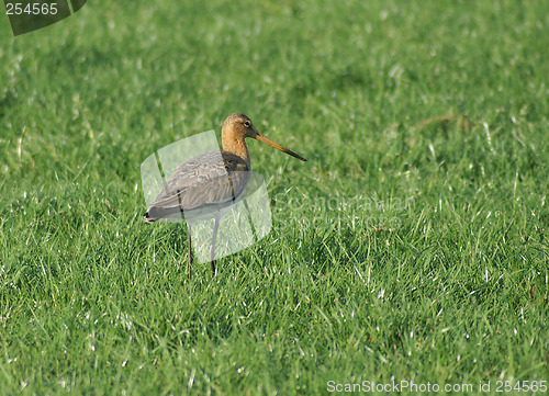 Image of Black-tailed Godwit