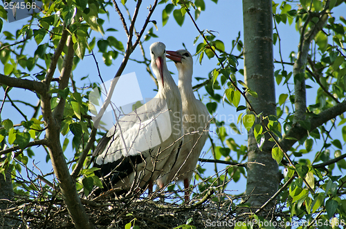 Image of Storks