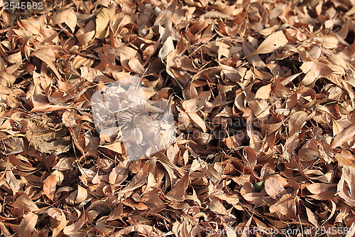 Image of Autumn Leafs