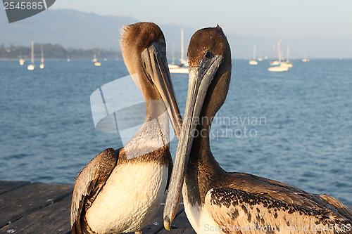 Image of California Pelicans