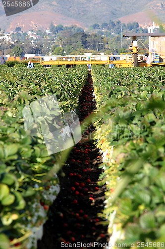 Image of Strawberry Field