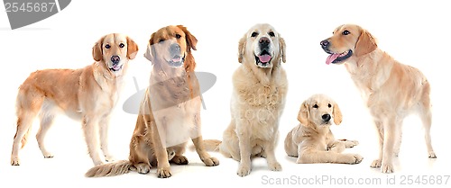 Image of golden retrievers