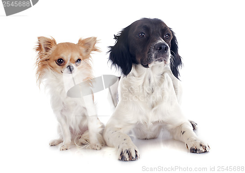 Image of brittany spaniel and chihuahua