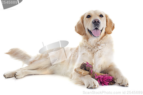 Image of golden retriever and toys