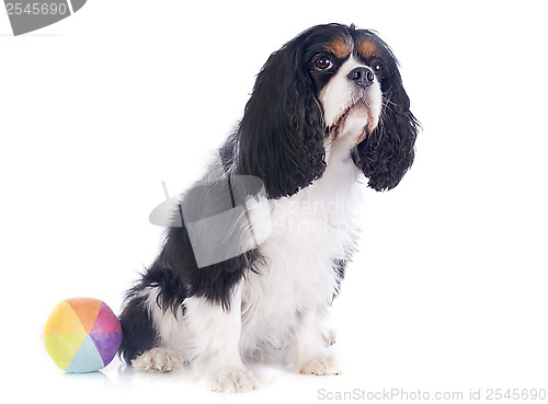 Image of cavalier king charles