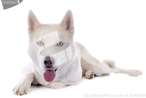 Image of siberian husky