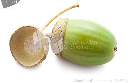 Image of Acorn