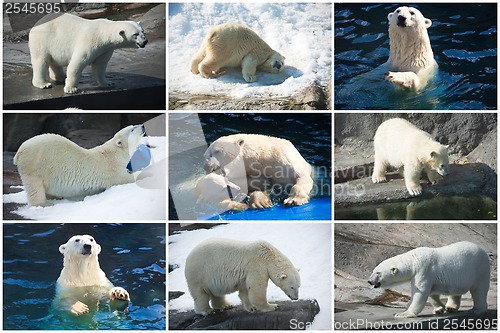 Image of Polar bears