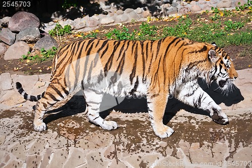 Image of Tiger