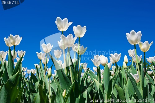 Image of Tulip flowers