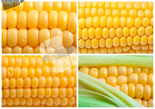 Image of Corn