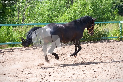 Image of Horse