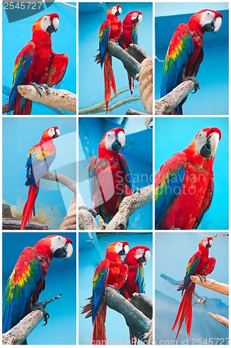 Image of Ara parrots