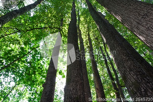 Image of Green forest