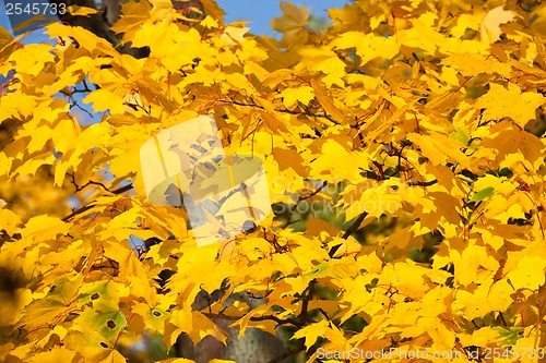 Image of Autumn