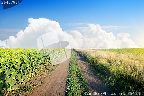 Image of Road in a sunflower field