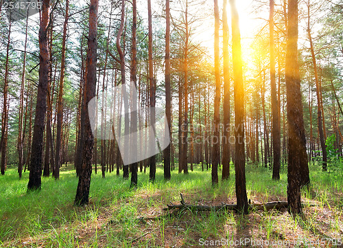 Image of Sunrise in a pine forest