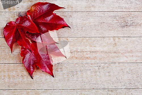 Image of red autumn leaves 
