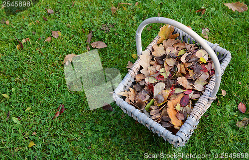 Image of Woven basket of fall leaves on grass