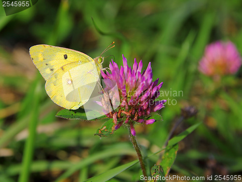 Image of yellow butterfly butterfly on red  flower