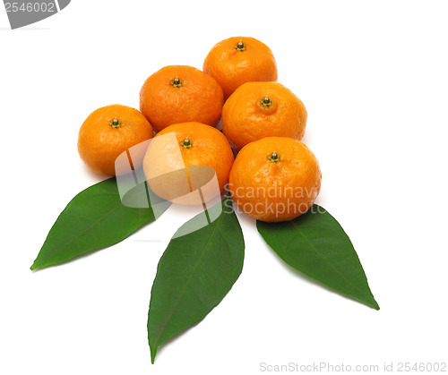 Image of Ripe tangerines or mandarin with leaf isolated on white backgrou