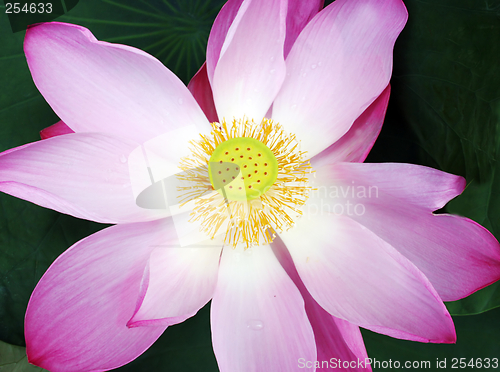 Image of Flower