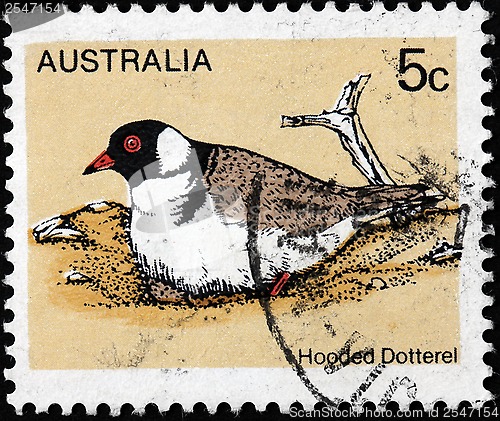 Image of Hooded Dotterel Stamp