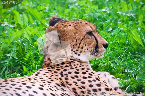 Image of Cheetah