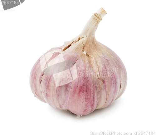 Image of Garlic