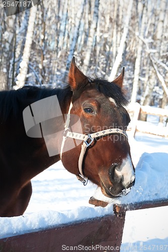 Image of Horse