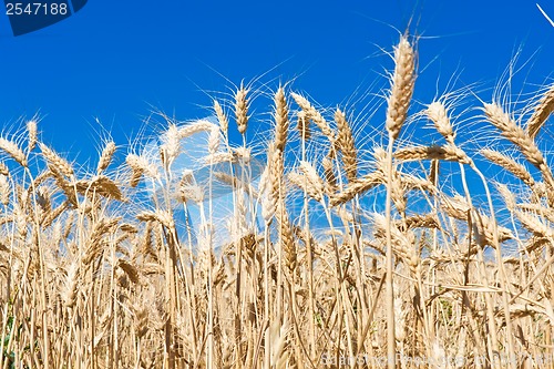 Image of Wheat field