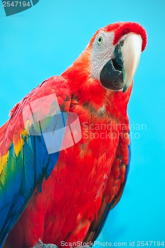 Image of Ara parrot