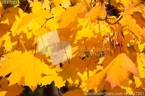 Image of Autumn