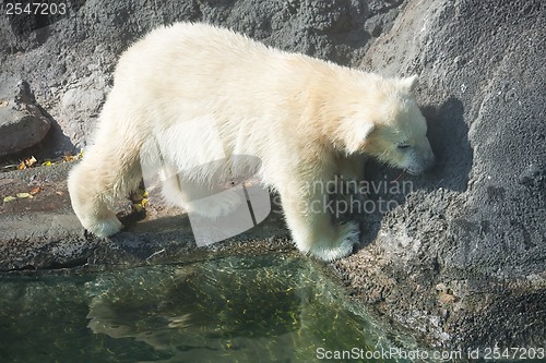 Image of Polar bear