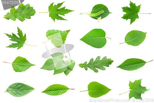 Image of Green Leaves