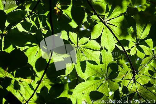 Image of Leaves background