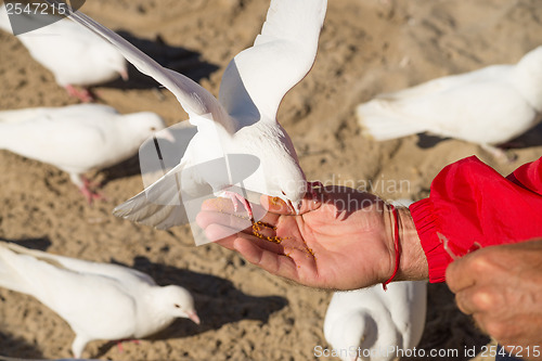 Image of Feeding doves