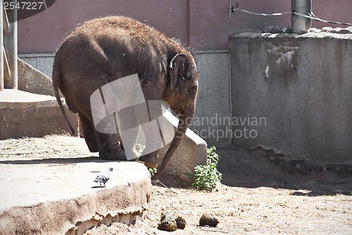 Image of Elephant