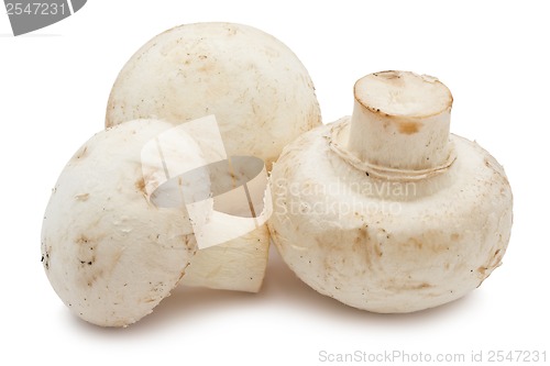 Image of Champignon mushrooms