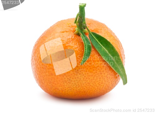 Image of Tangerine
