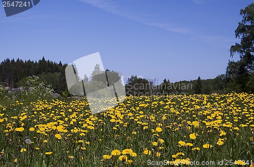 Image of summer meadows